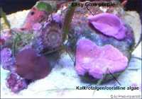 Preis Easy Glue Korallenkleber Purple, 2x 100g