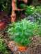 Hottonia inflata - Amerikanische Wasserfeder in 3cm Terrakottatopf